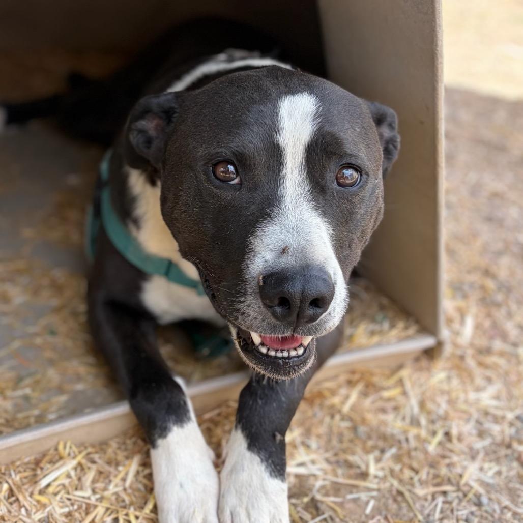 Enlarge Bliss, a Adoptable mixed breed in Taos, NM image 1/3