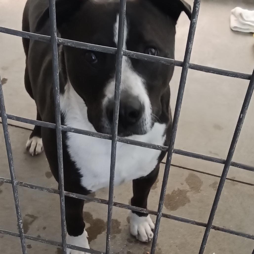 Bliss, Adoptable, Adult Male American Staffordshire Terrier & Hound.