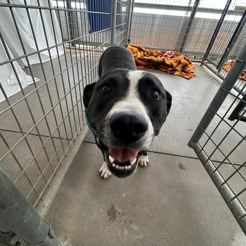 Enlarge Bliss, a Adoptable mixed breed in Taos, NM image 2/3