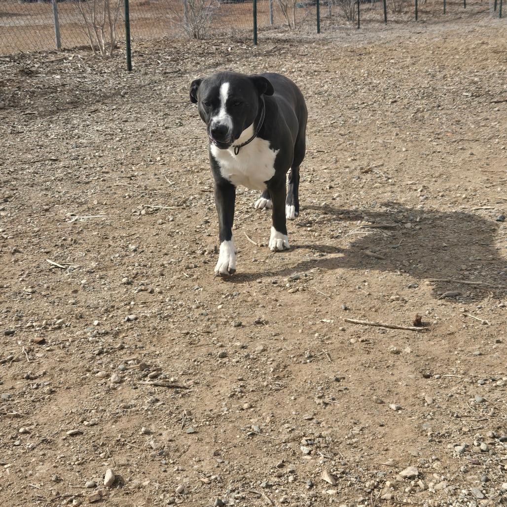 Bliss, a Adoptable mixed breed in Taos, NM image 4/6