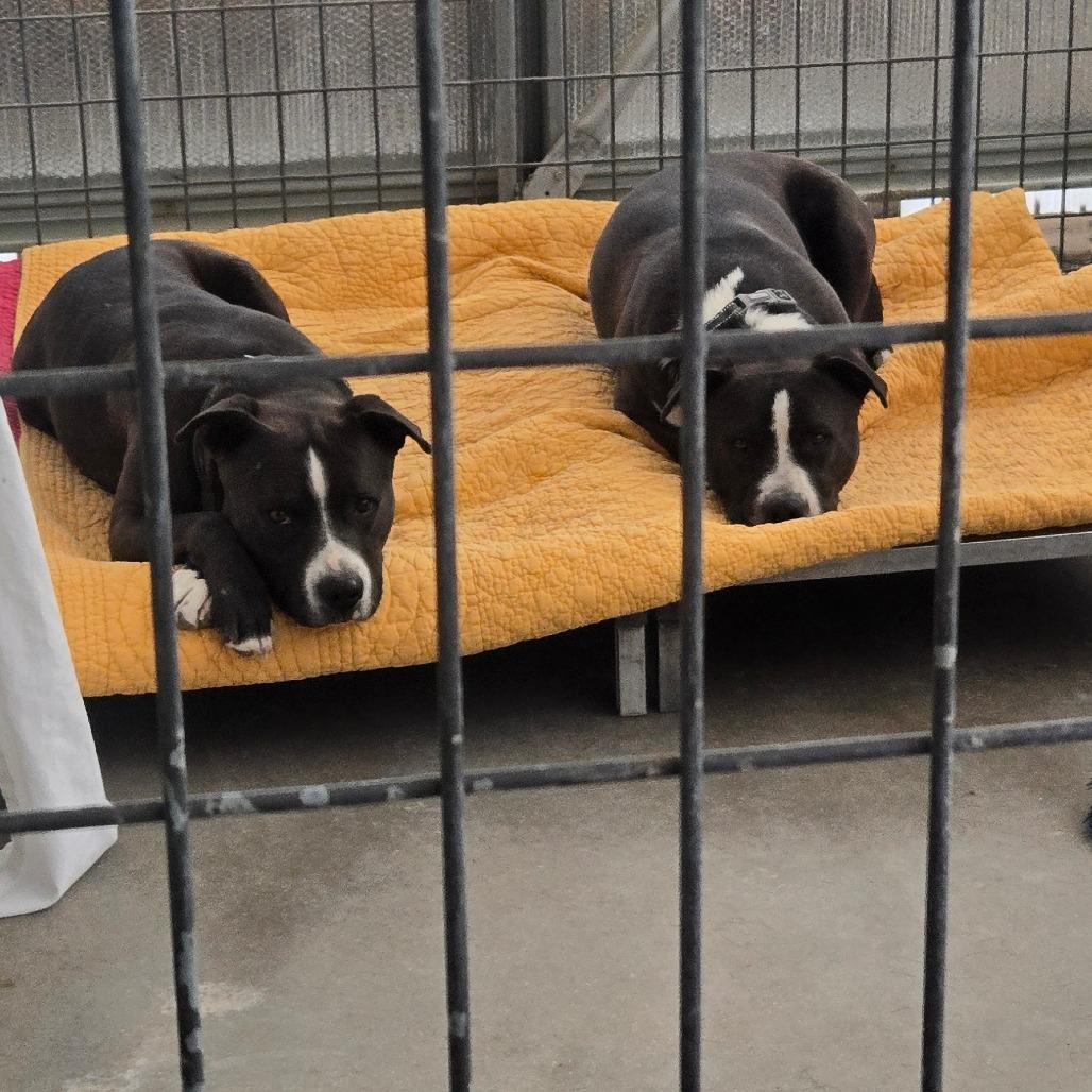 Bliss, a Adoptable mixed breed in Taos, NM image 5/6