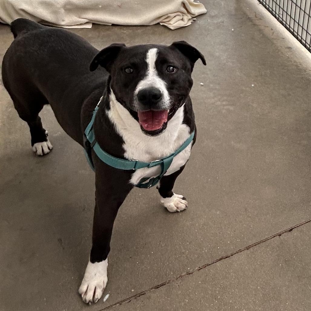 Enlarge Bliss, a Adoptable mixed breed in Taos, NM image 3/3