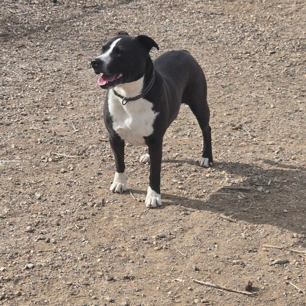 Bliss, a Adoptable mixed breed in Taos, NM image 6/6