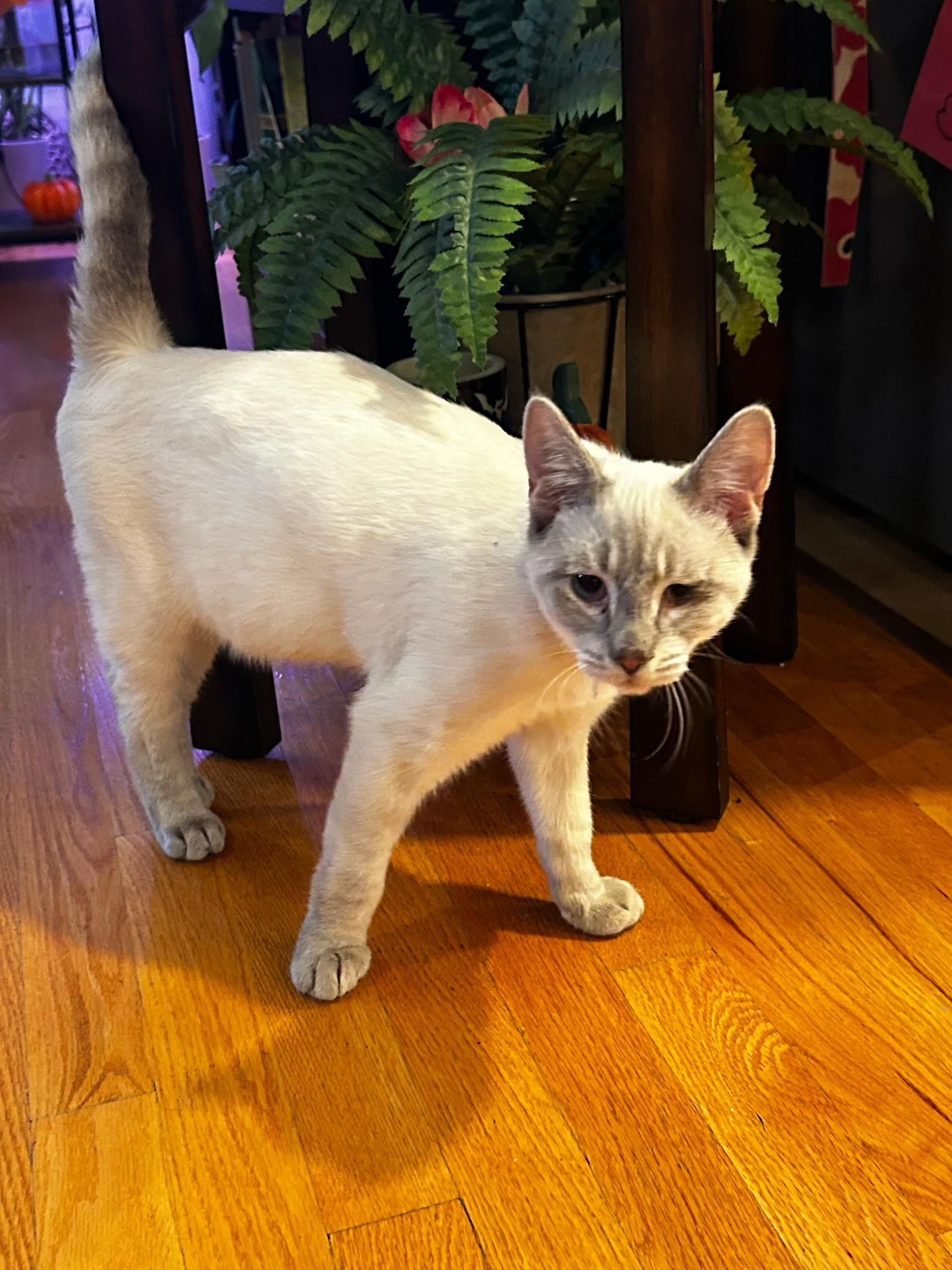 Enlarge Cream, a Adoptable mixed breed in Succasunna, NJ image 3/4
