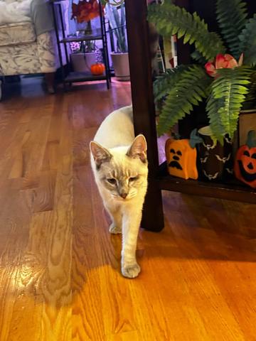 Enlarge Cream, a Adoptable mixed breed in Succasunna, NJ image 2/4