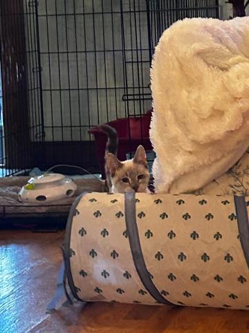 Enlarge Cream, a Adoptable mixed breed in Succasunna, NJ image 4/4