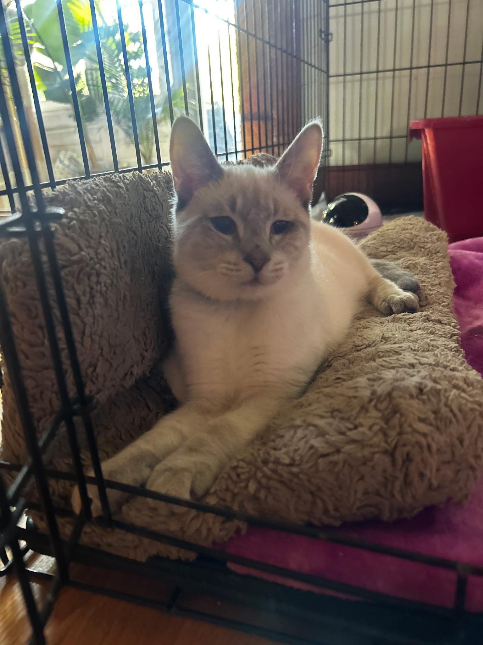 Enlarge Cream, a Adoptable mixed breed in Succasunna, NJ image 1/4