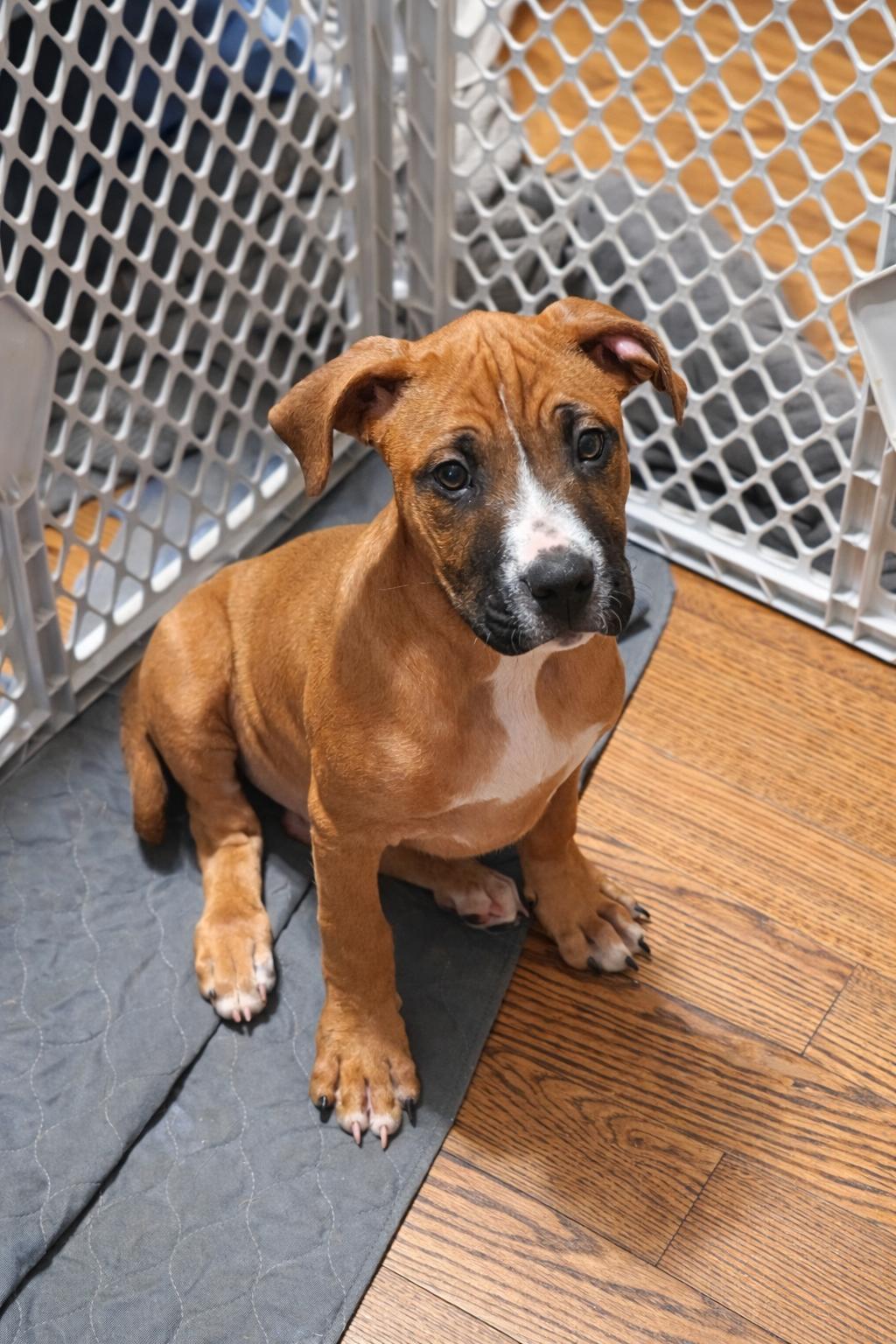 Rocky, adopted, Puppy Male Mixed Breed.