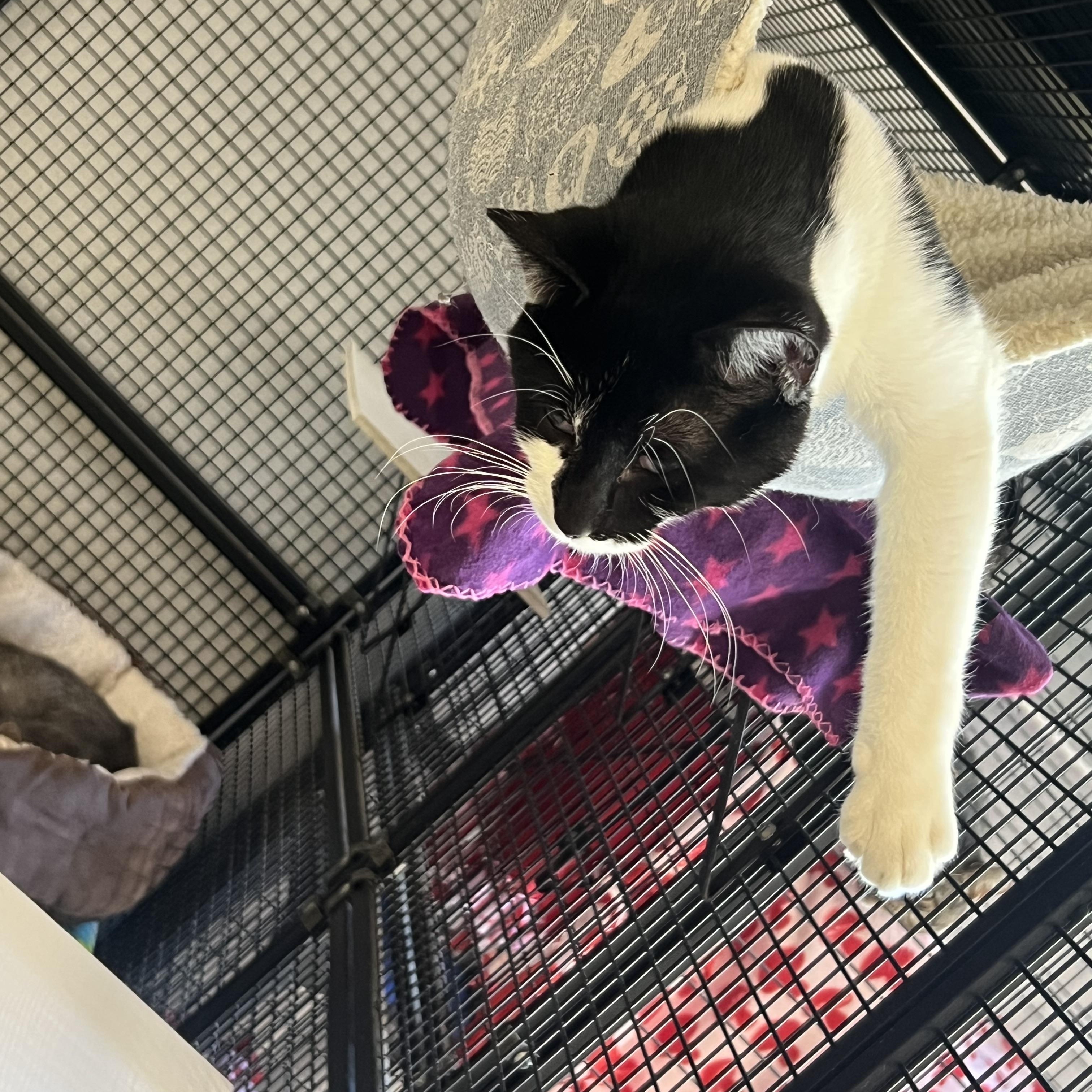 Enlarge King, a Adoptable Domestic Long Hair in Mount Pleasant, MI image 2/6