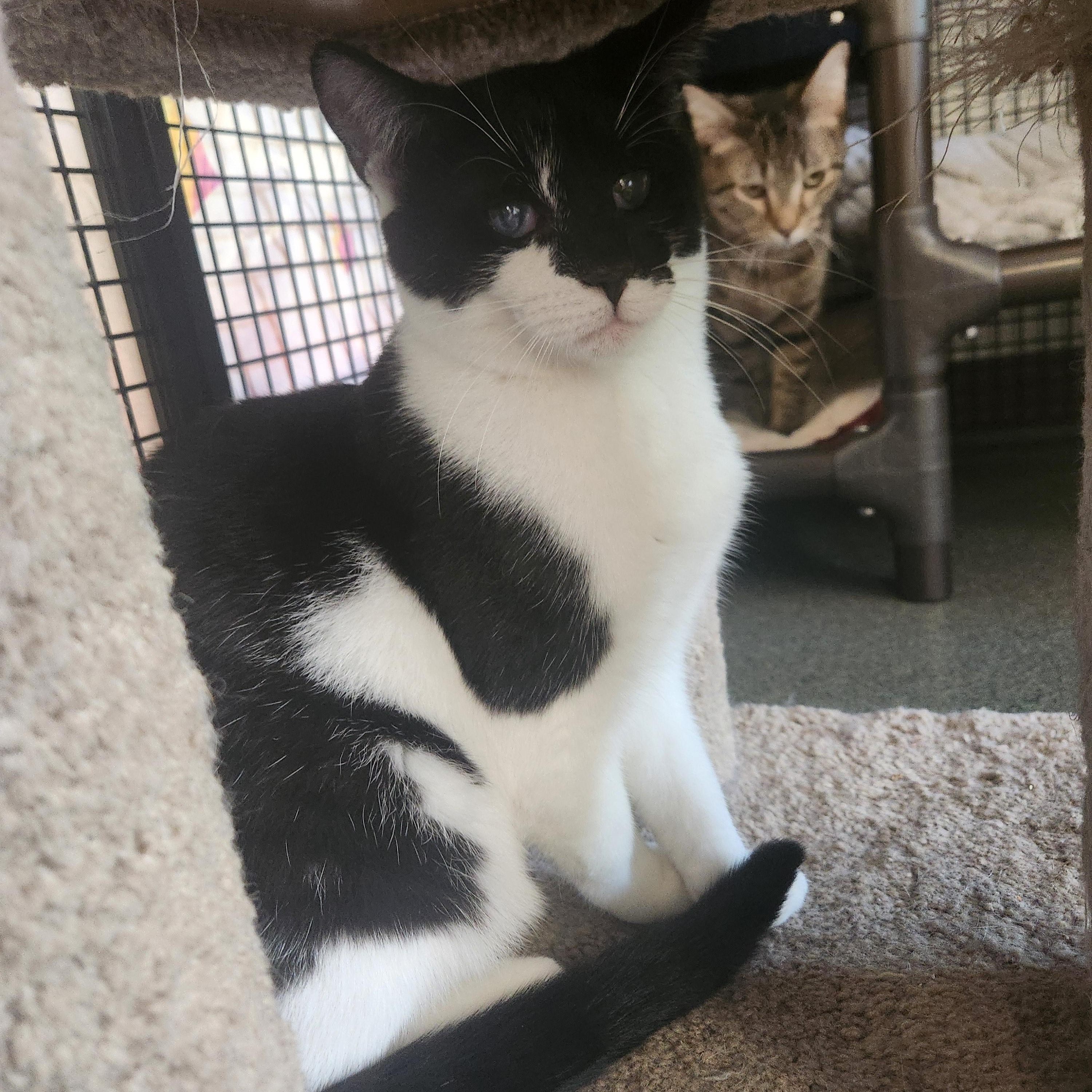 Enlarge King, a Adoptable Domestic Long Hair in Mount Pleasant, MI image 4/6