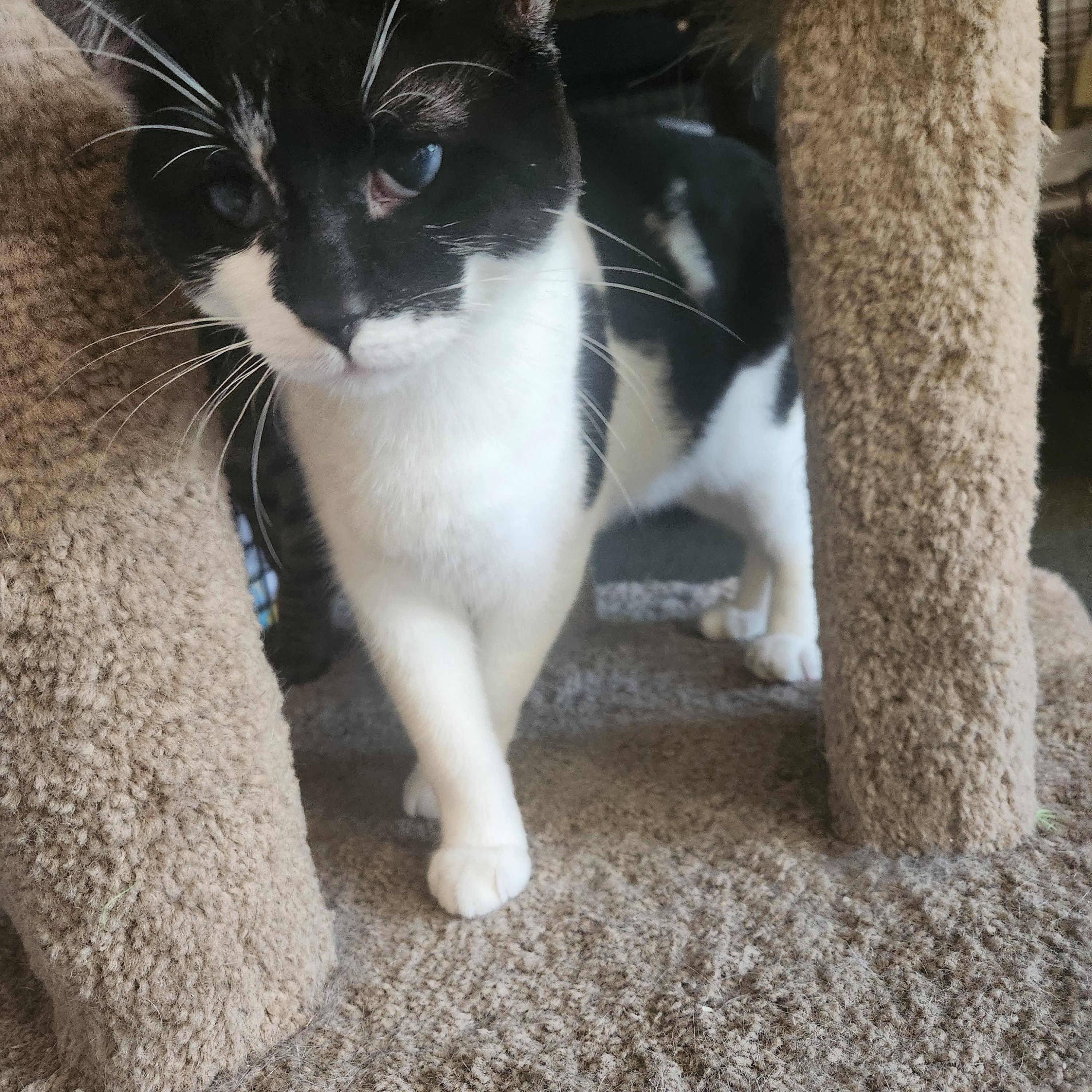 Enlarge King, a Adoptable Domestic Long Hair in Mount Pleasant, MI image 5/6