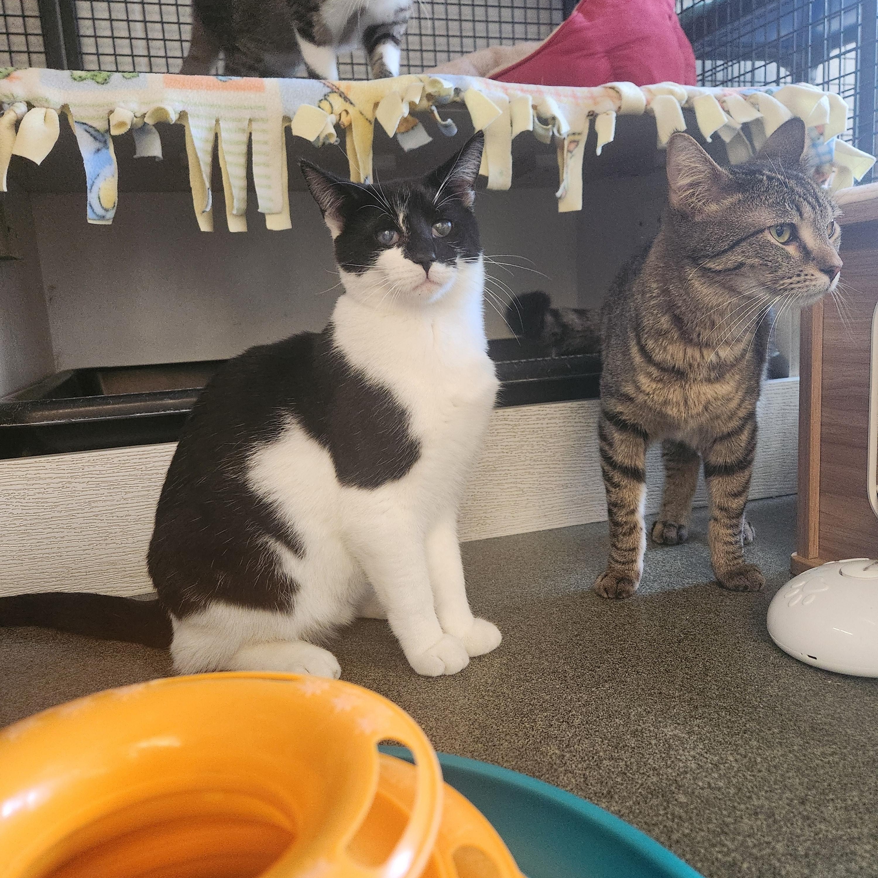 Enlarge King, a Adoptable Domestic Long Hair in Mount Pleasant, MI image 6/6