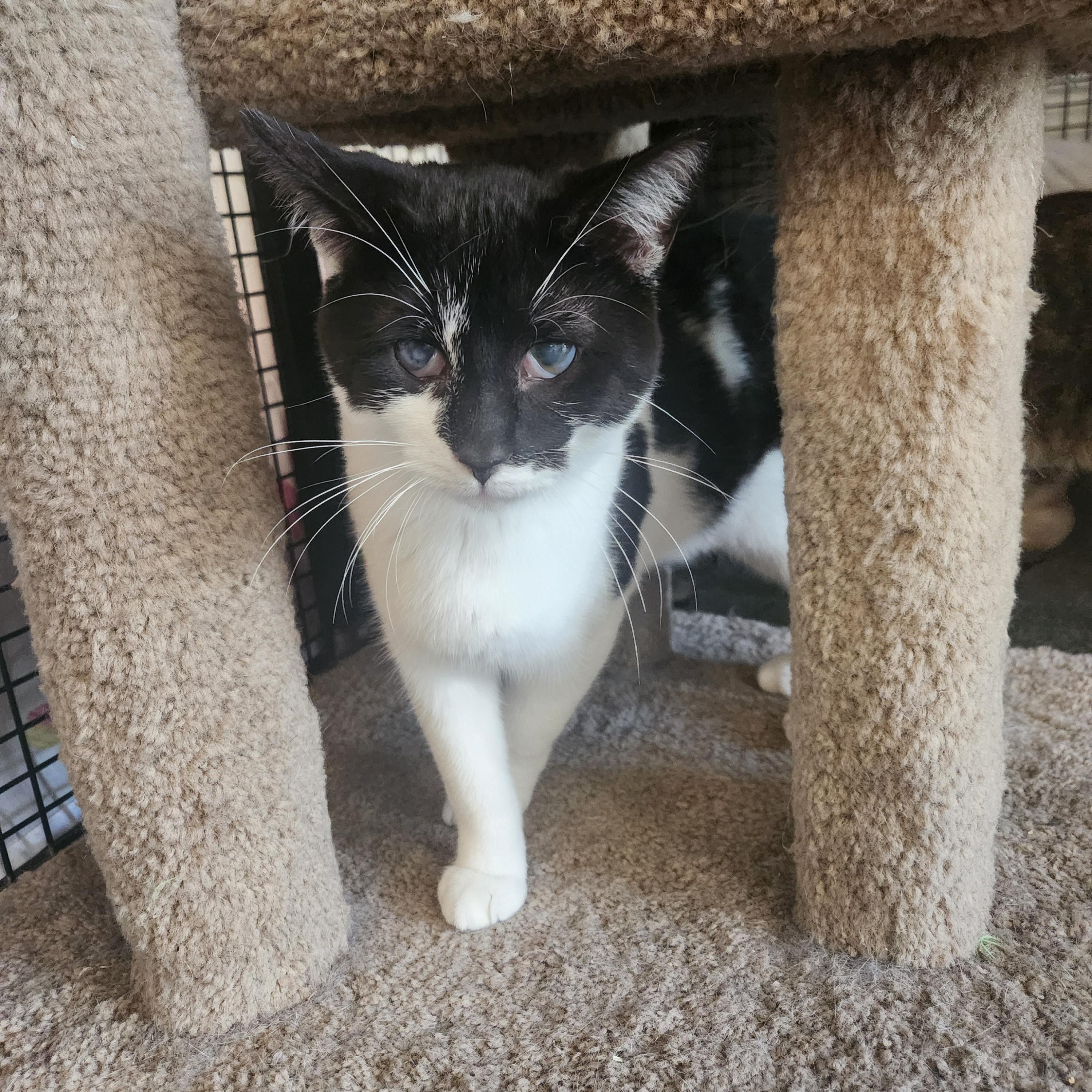 Enlarge King, a Adoptable Domestic Long Hair in Mount Pleasant, MI image 1/6