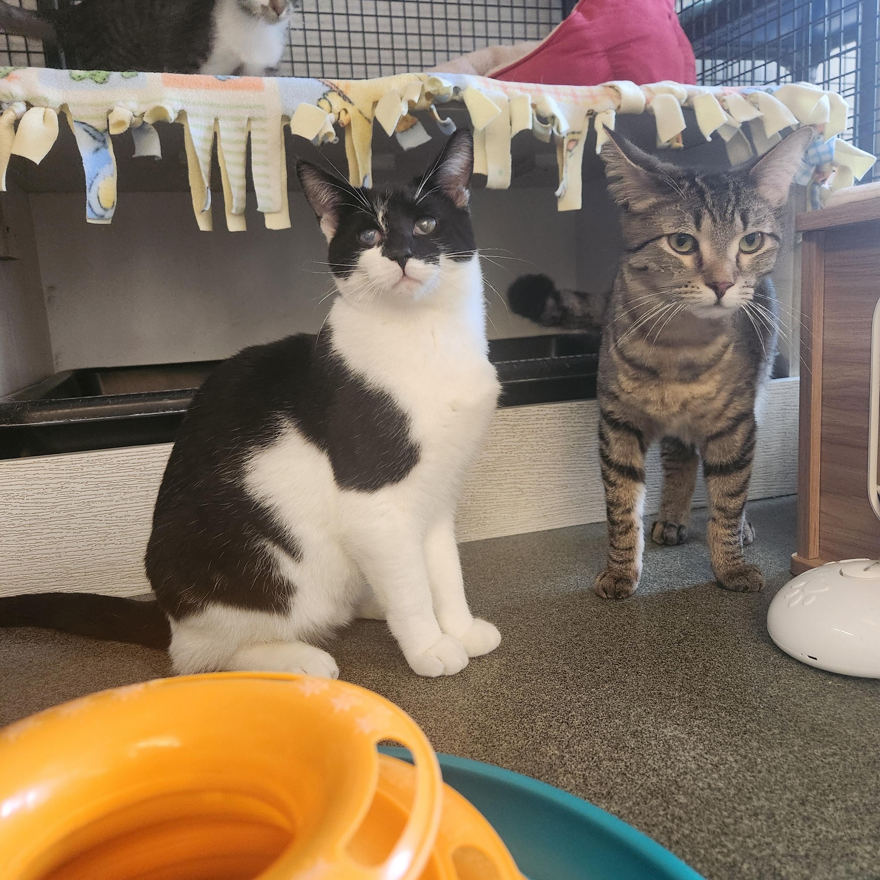 Enlarge King, a Adoptable Domestic Long Hair in Mount Pleasant, MI image 3/6