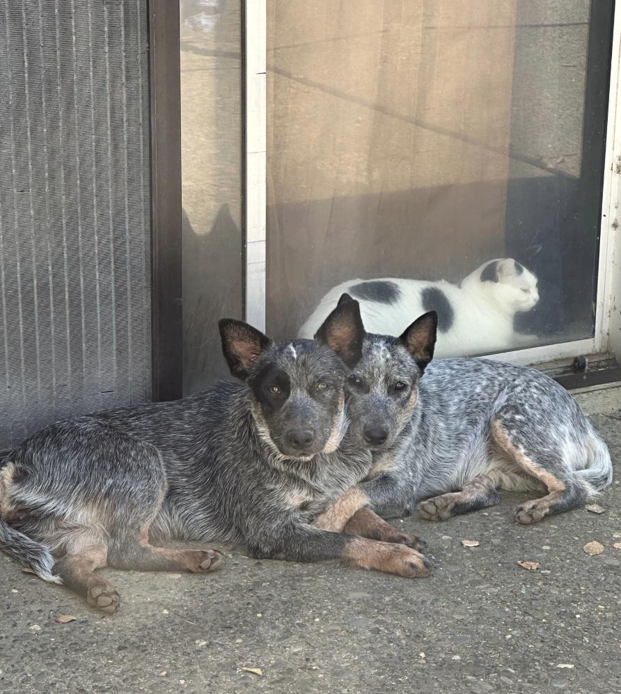 Enlarge Sydney & Adelaide, a Adoptable Cattle Dog in Davis, CA image 6/6