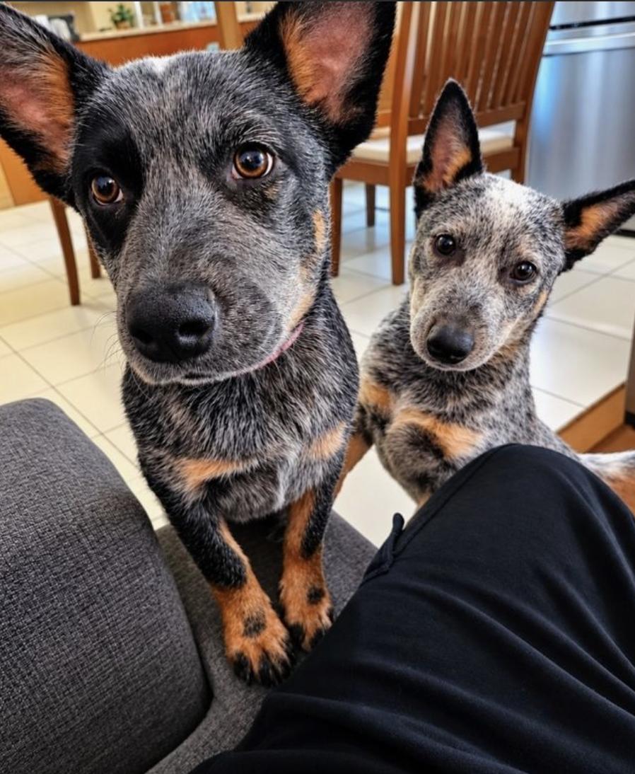 Enlarge Sydney & Adelaide, a Adoptable Cattle Dog in Davis, CA image 4/6