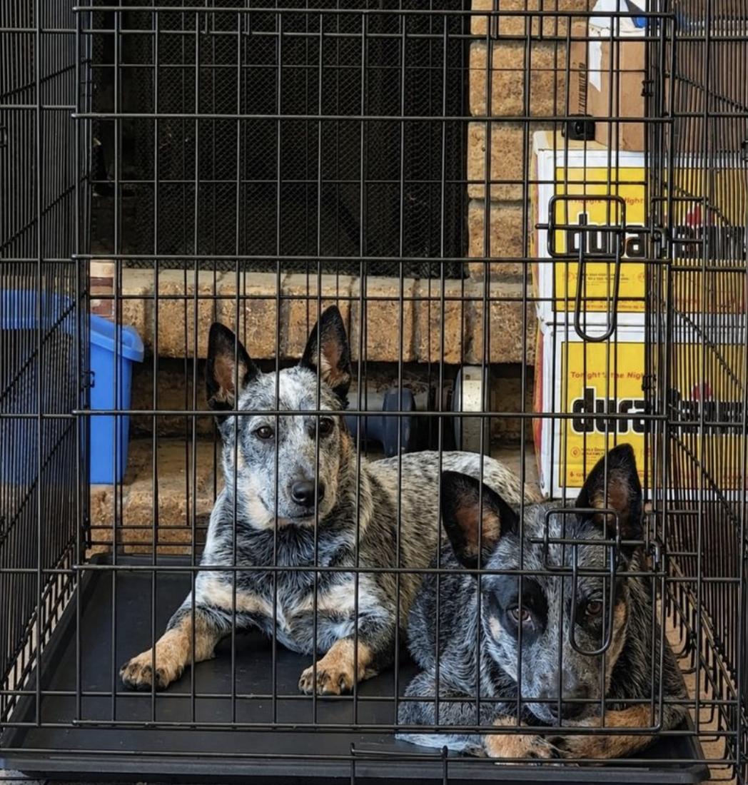 Enlarge Sydney & Adelaide, a Adoptable Cattle Dog in Davis, CA image 3/6