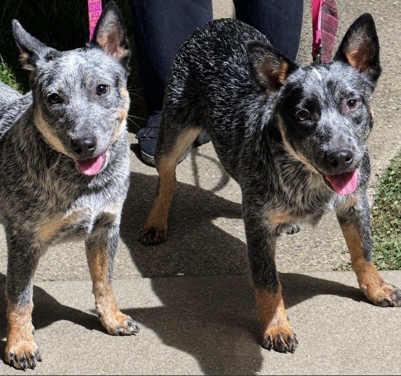 Enlarge Sydney & Adelaide, a Adoptable Cattle Dog in Davis, CA image 1/6