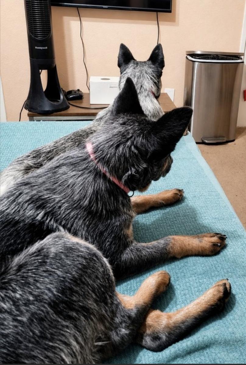 Enlarge Sydney & Adelaide, a Adoptable Cattle Dog in Davis, CA image 5/6