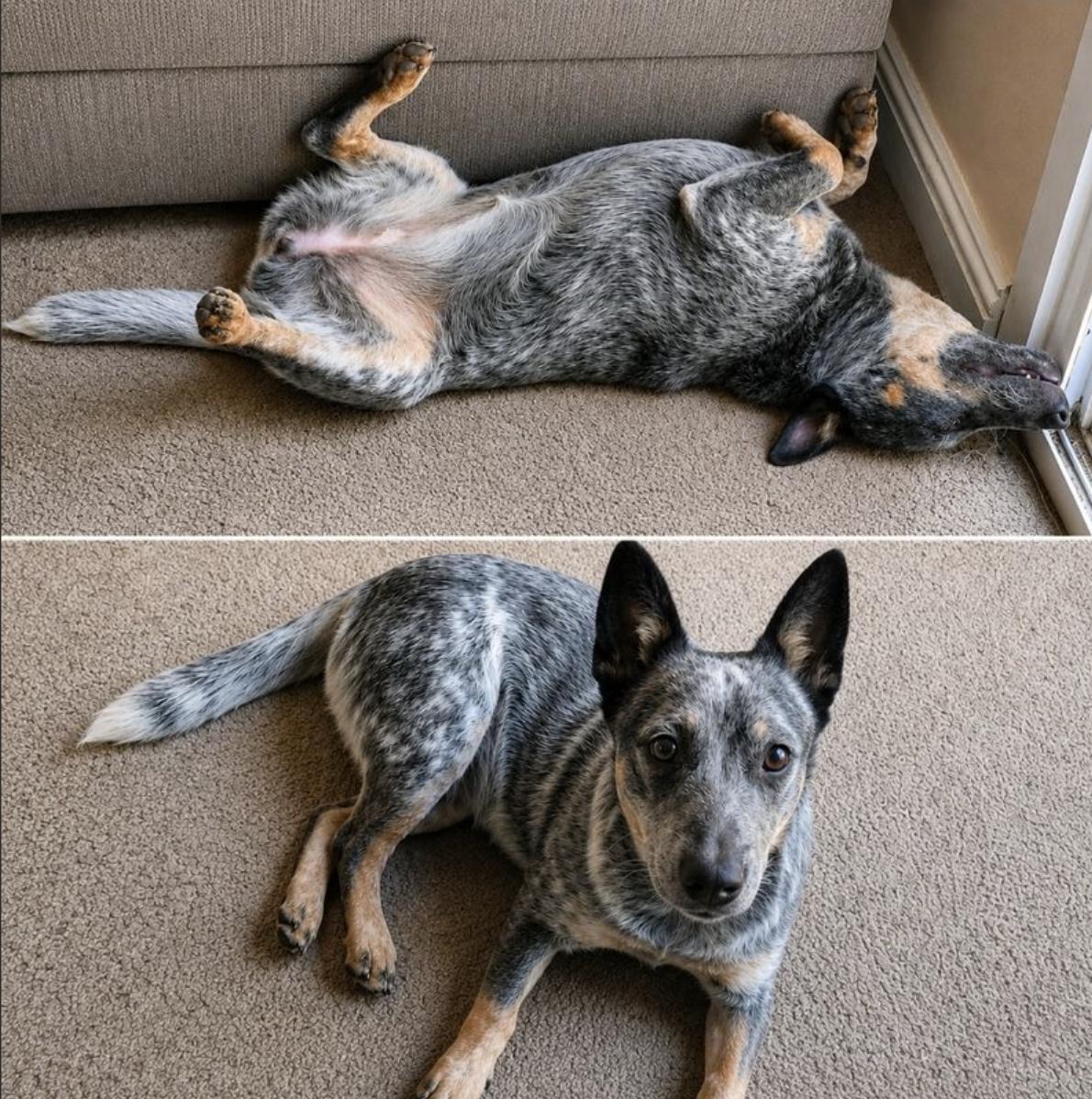 Enlarge Sydney & Adelaide, a Adoptable Cattle Dog in Davis, CA image 2/6