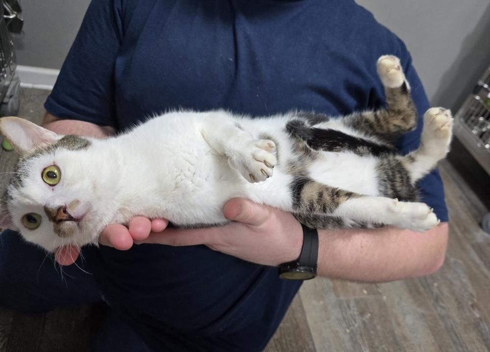 Neville, Adoptable, Adult Male Domestic Short Hair.