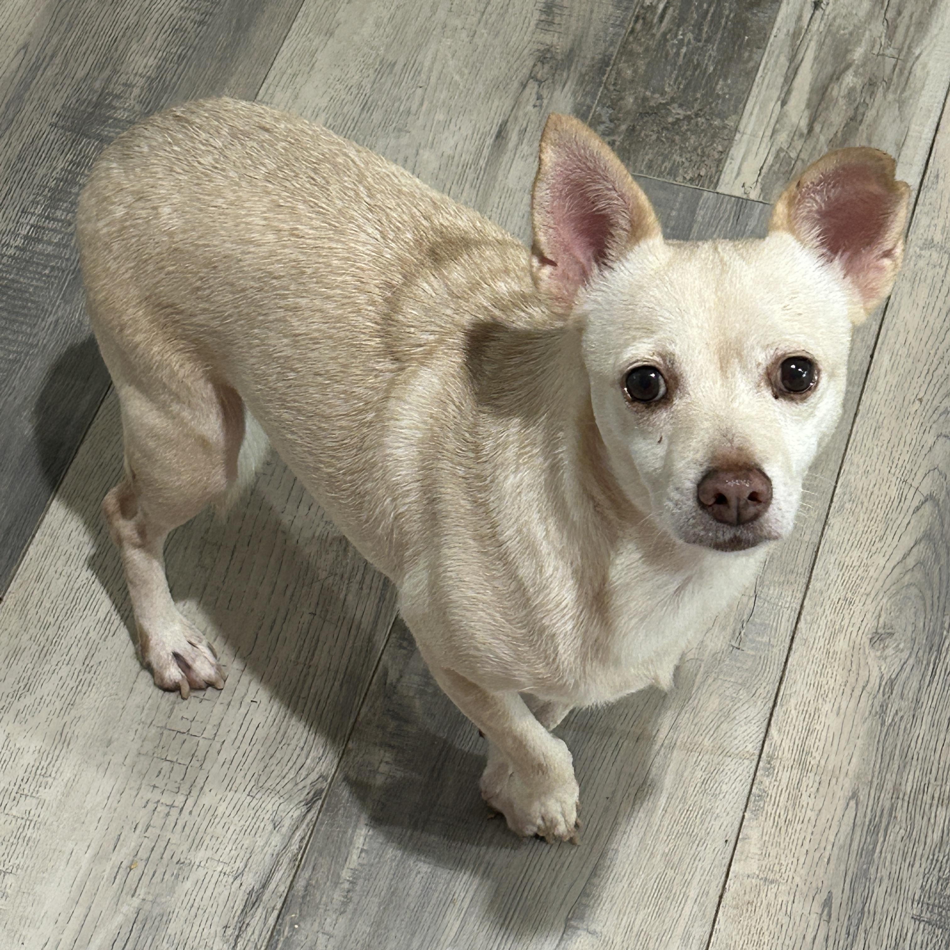 Enlarge Bonita, a Adoptable Chihuahua in Sarasota, FL image 1/4
