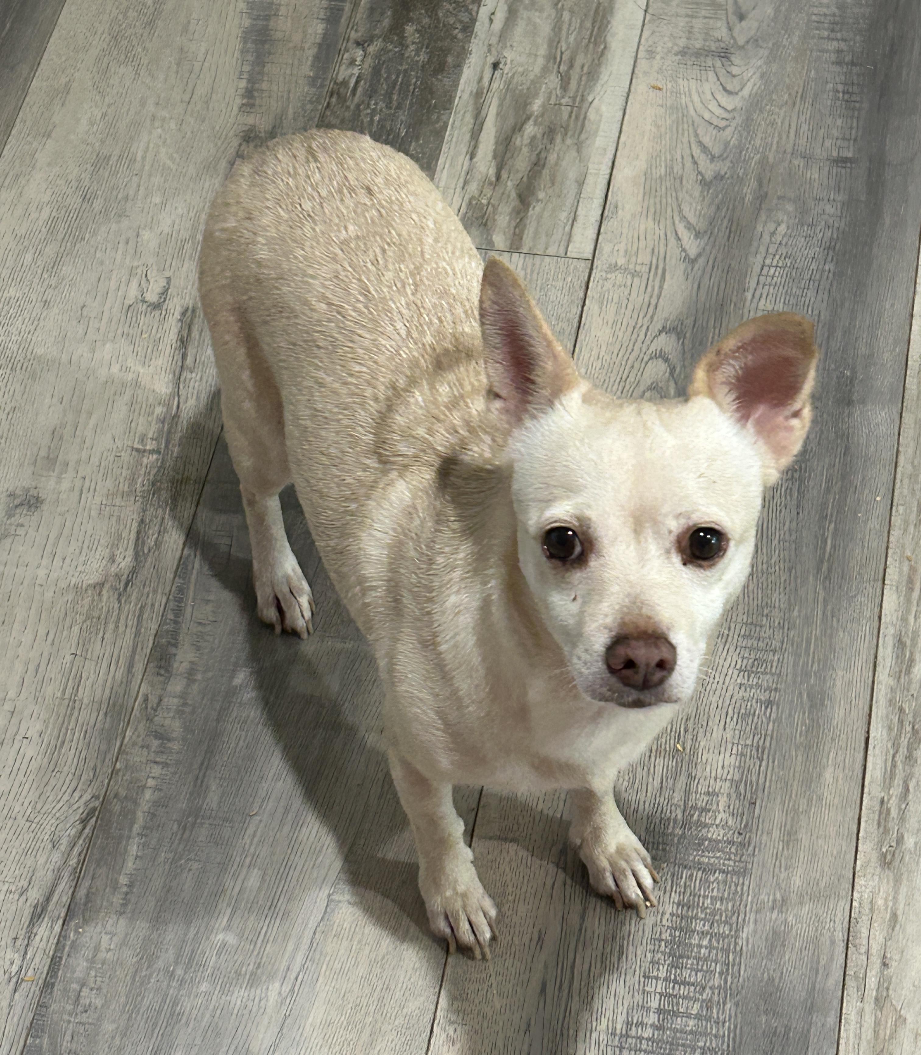 Enlarge Bonita, a Adoptable Chihuahua in Sarasota, FL image 4/4