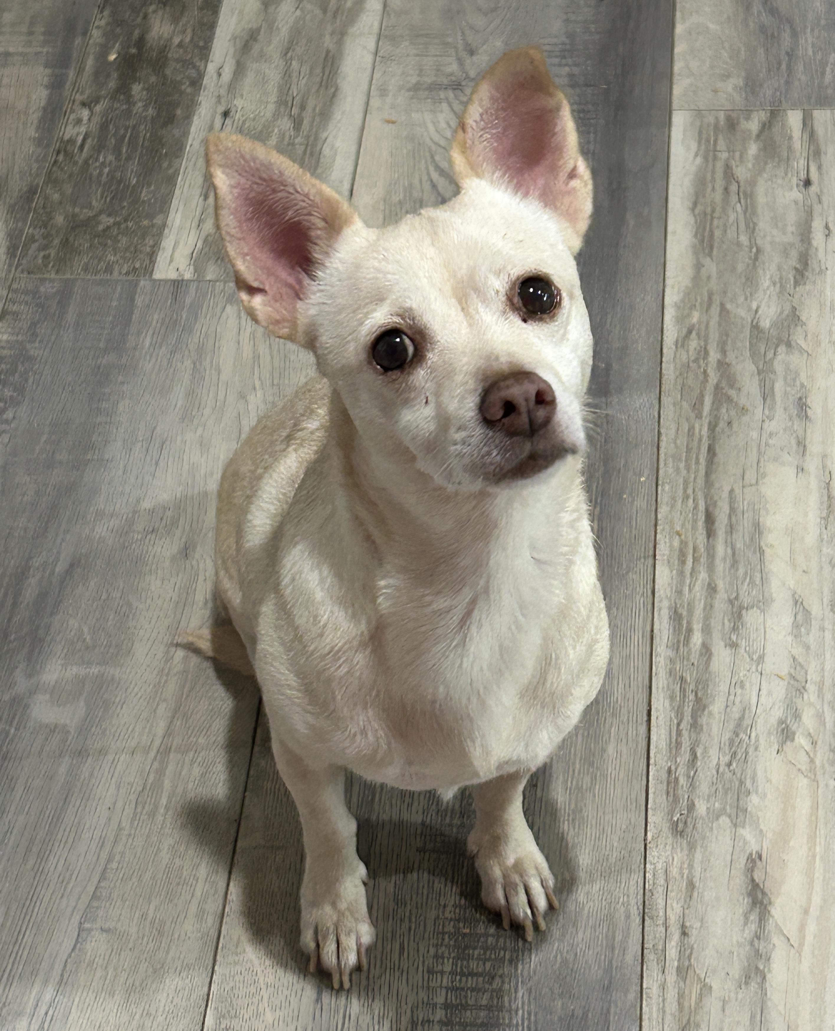 Enlarge Bonita, a Adoptable Chihuahua in Sarasota, FL image 2/4
