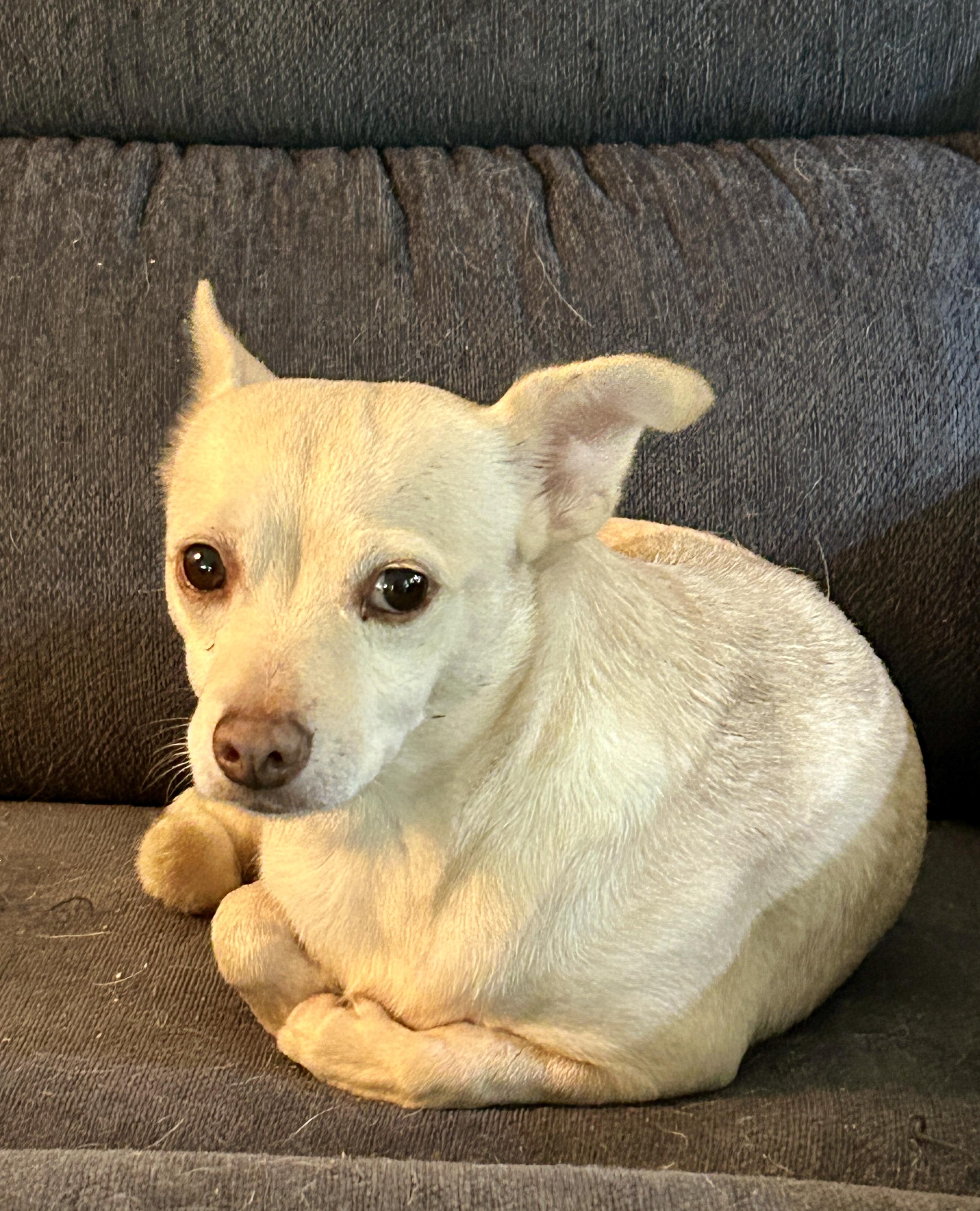 Enlarge Bonita, a Adoptable Chihuahua in Sarasota, FL image 3/4