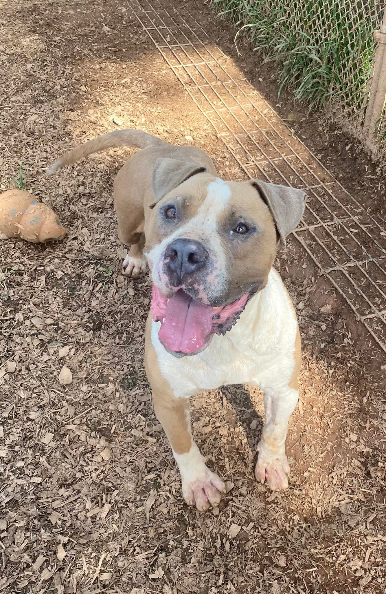 Lamar, Adoptable, Young Male American Bulldog.