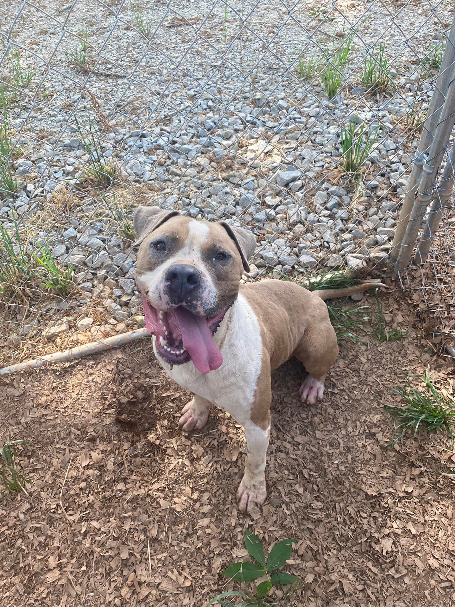 Dog for adoption Lamar, an American Bulldog Mix in Hartwell, GA