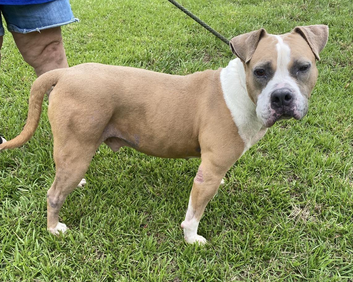 Lamar, a Adoptable mixed breed in Hartwell, GA image 3/3