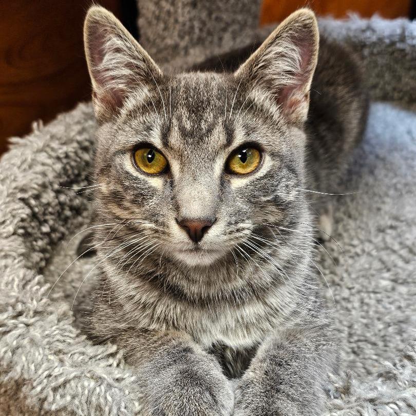 Oakley — thumbnail 2