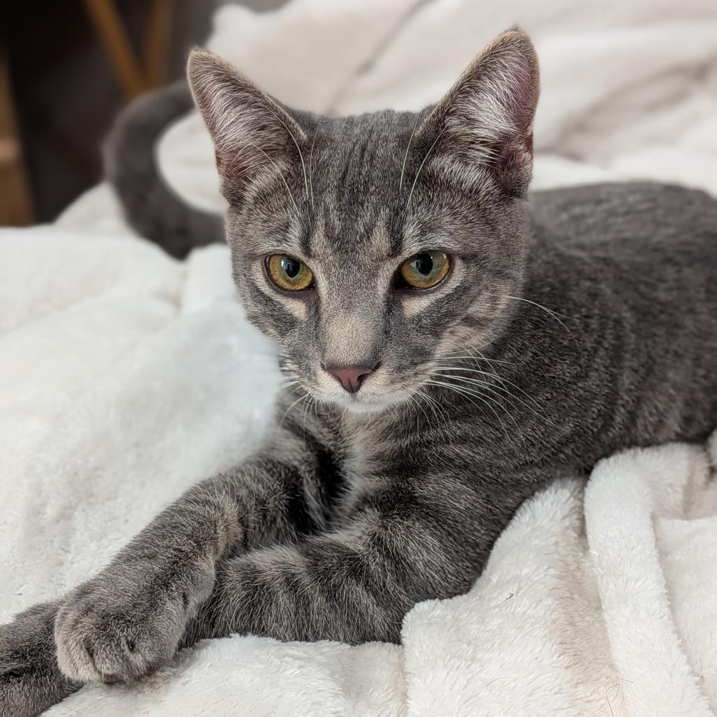 Oakley — thumbnail 3