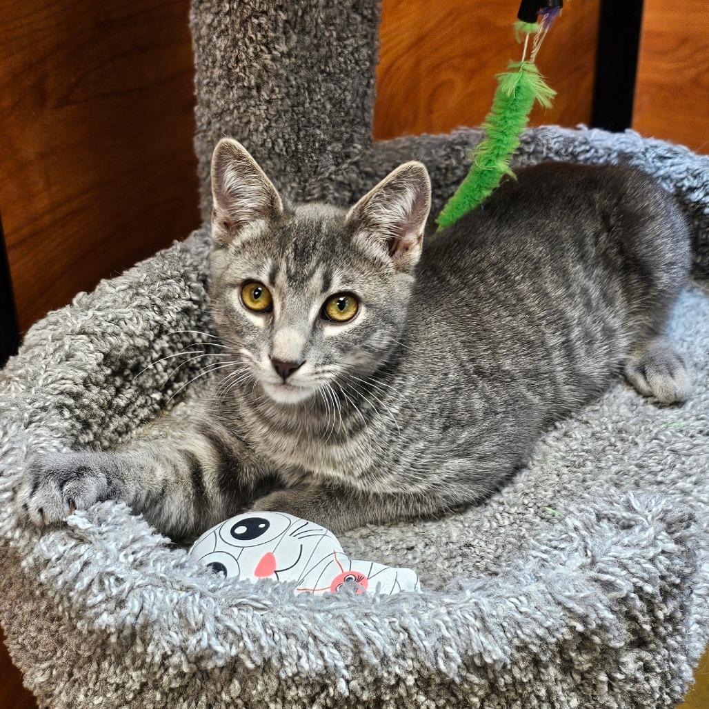 Oakley — thumbnail 4