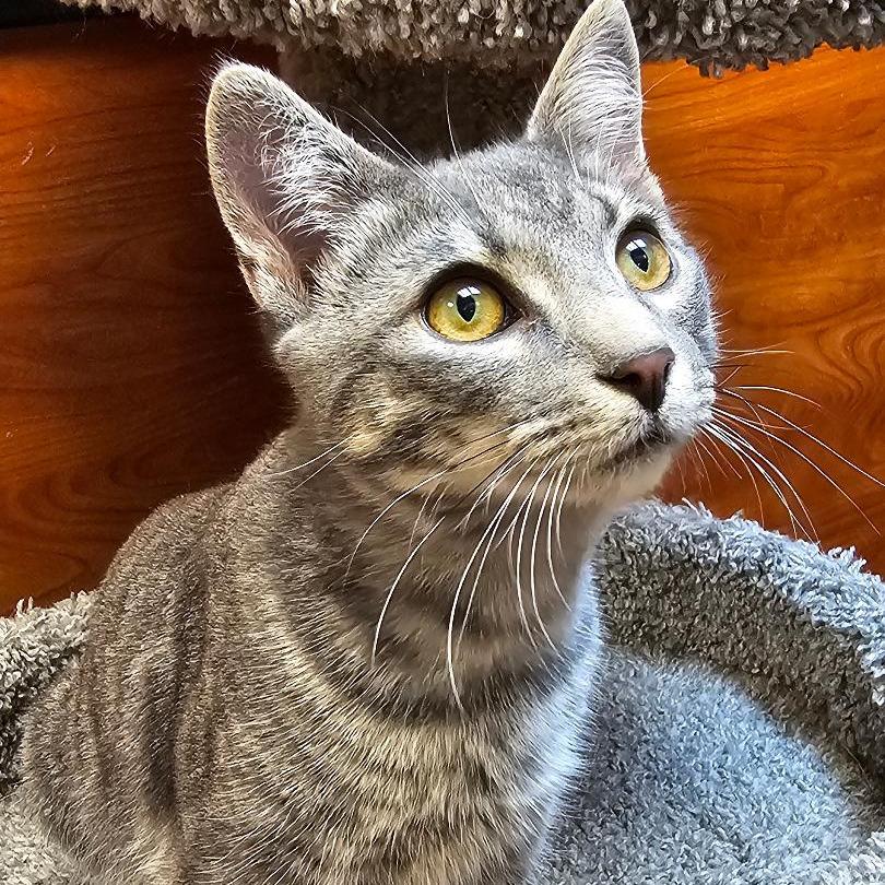 Oakley — thumbnail 5