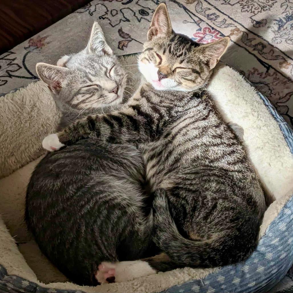 Oakley — thumbnail 6