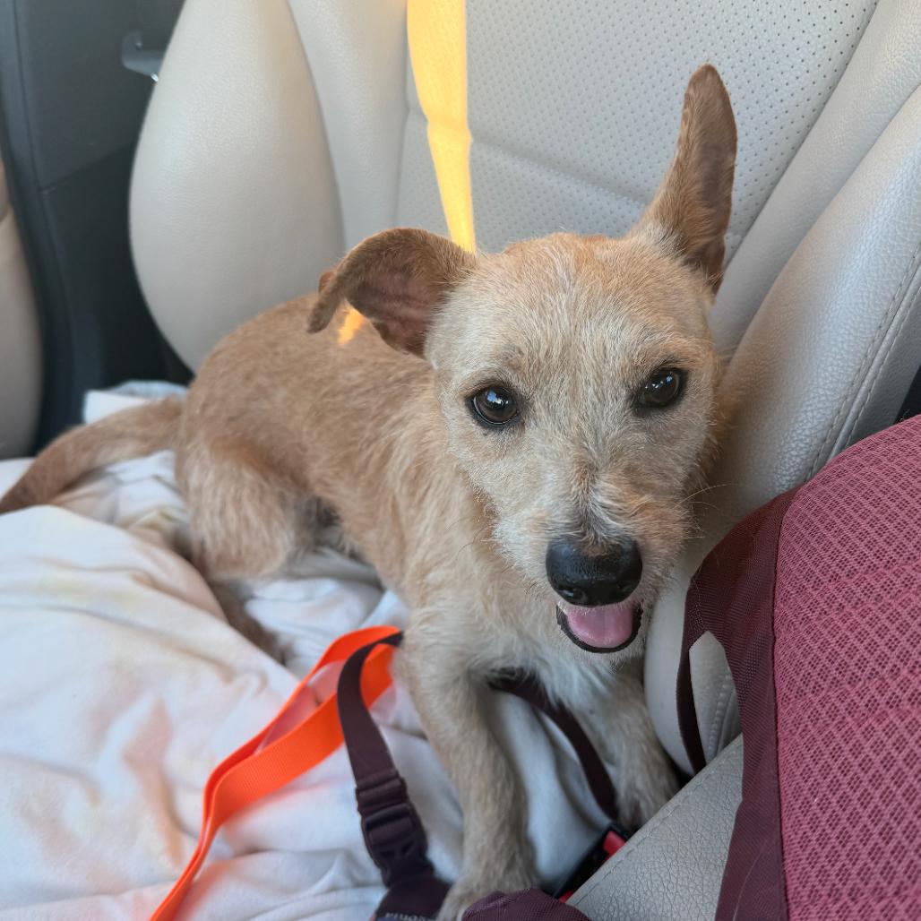 Randy, Adoptable, Young Male Terrier.