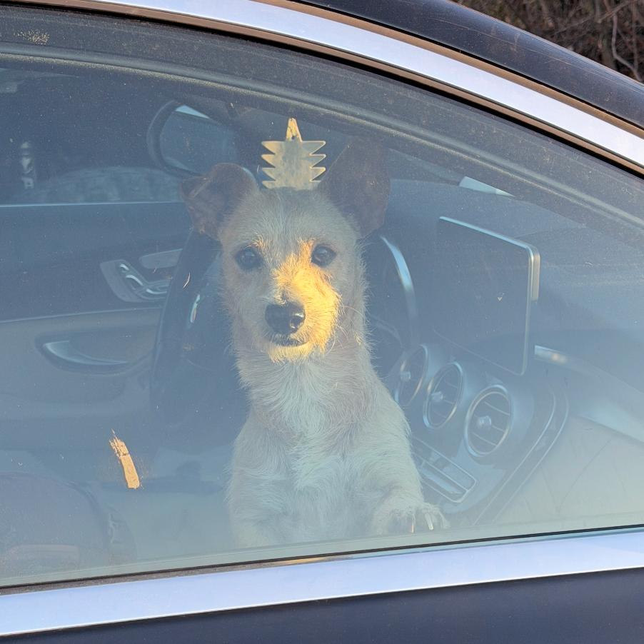 Enlarge Randy, a Adoptable Terrier in Rockville, MD image 2/2