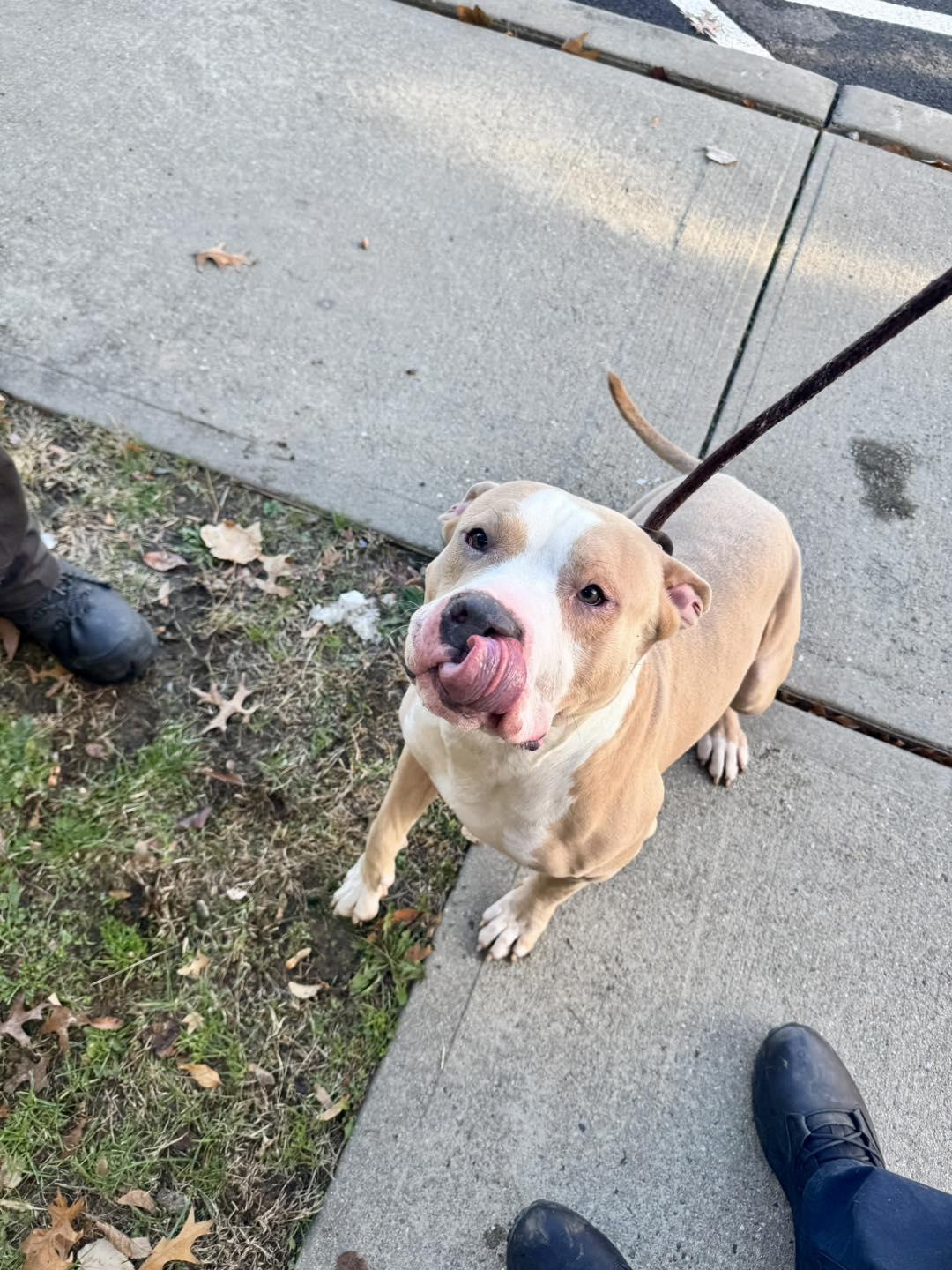 Enlarge Milo, a ADOPTABLE mixed breed in Passaic, NJ image 1/3