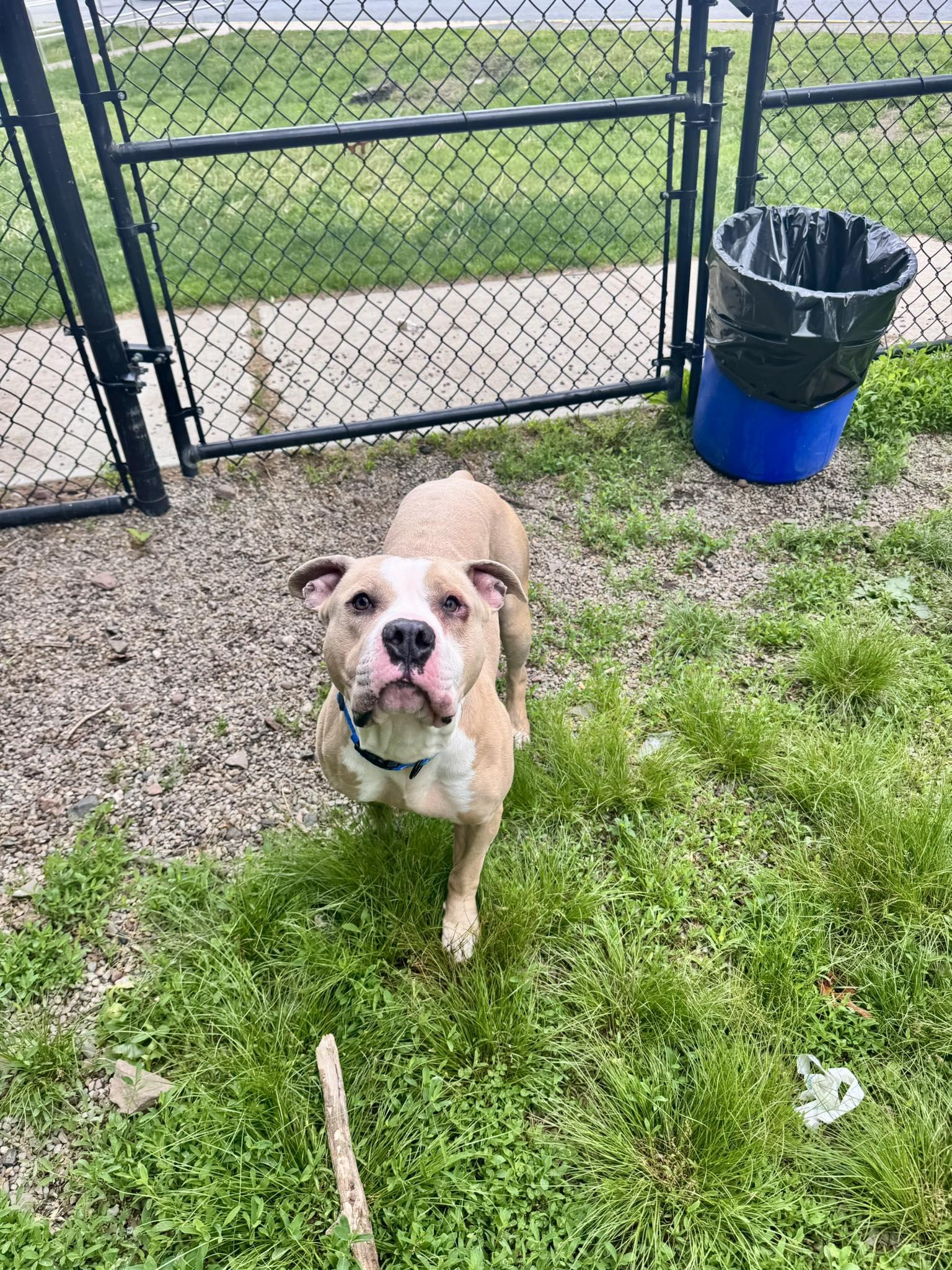 Milo, a ADOPTABLE mixed breed in Passaic, NJ image 1/4