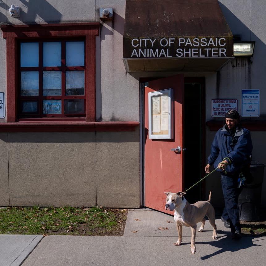 Enlarge Milo, a ADOPTABLE mixed breed in Passaic, NJ image 3/4