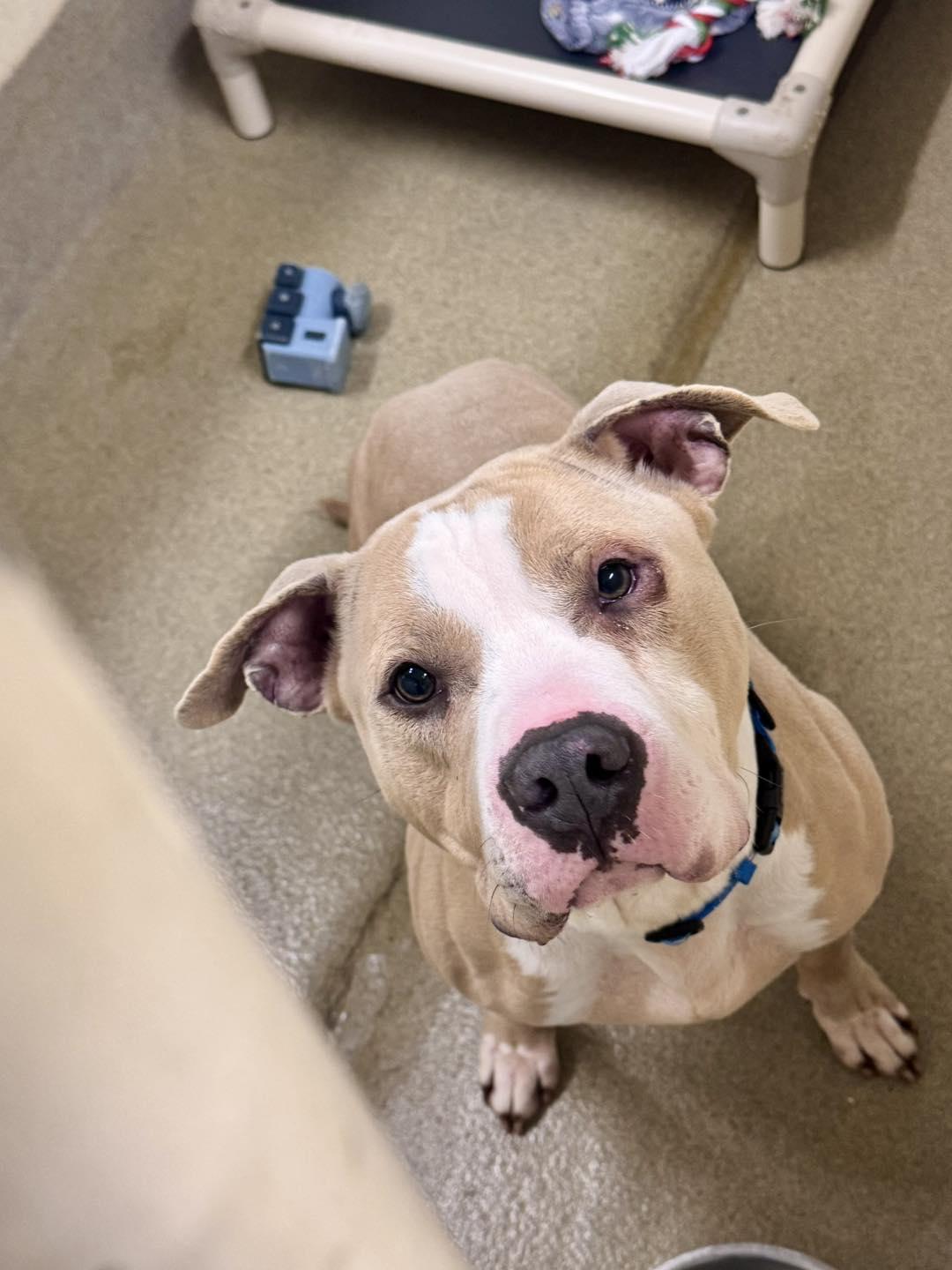 Enlarge Milo, a ADOPTABLE mixed breed in Passaic, NJ image 1/5