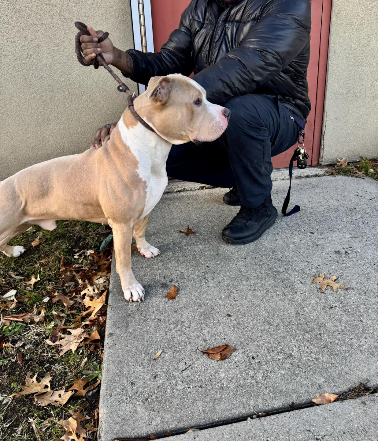 Enlarge Milo, a ADOPTABLE mixed breed in Passaic, NJ image 3/3