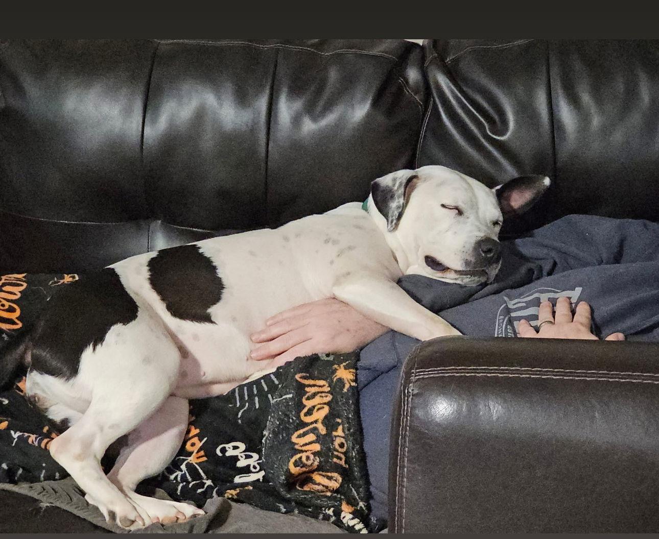 Oreo, a Adoptable Terrier in Shreveport, LA image 2/3