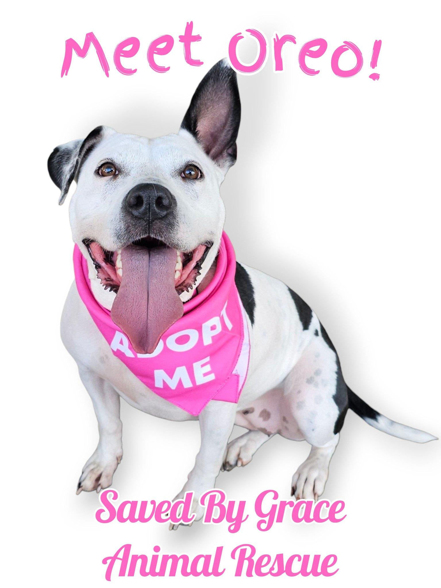 Oreo, a Adoptable Terrier in Shreveport, LA image 3/3