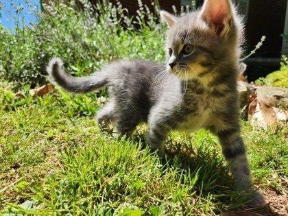 Dandelion, Adoptable, Kitten Female Domestic Short Hair & Domestic Short Hair.