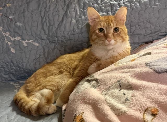Enlarge Theo, a Adopted Domestic Short Hair in Greenwich, CT image 6/6