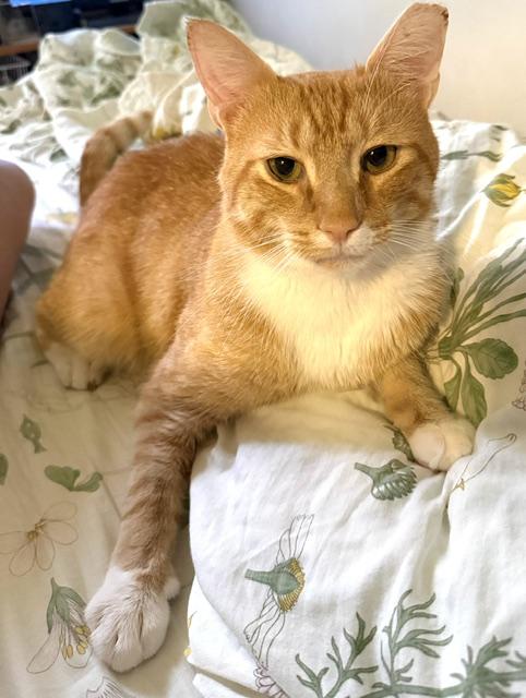 Enlarge Theo, a Adopted Domestic Short Hair in Greenwich, CT image 1/6