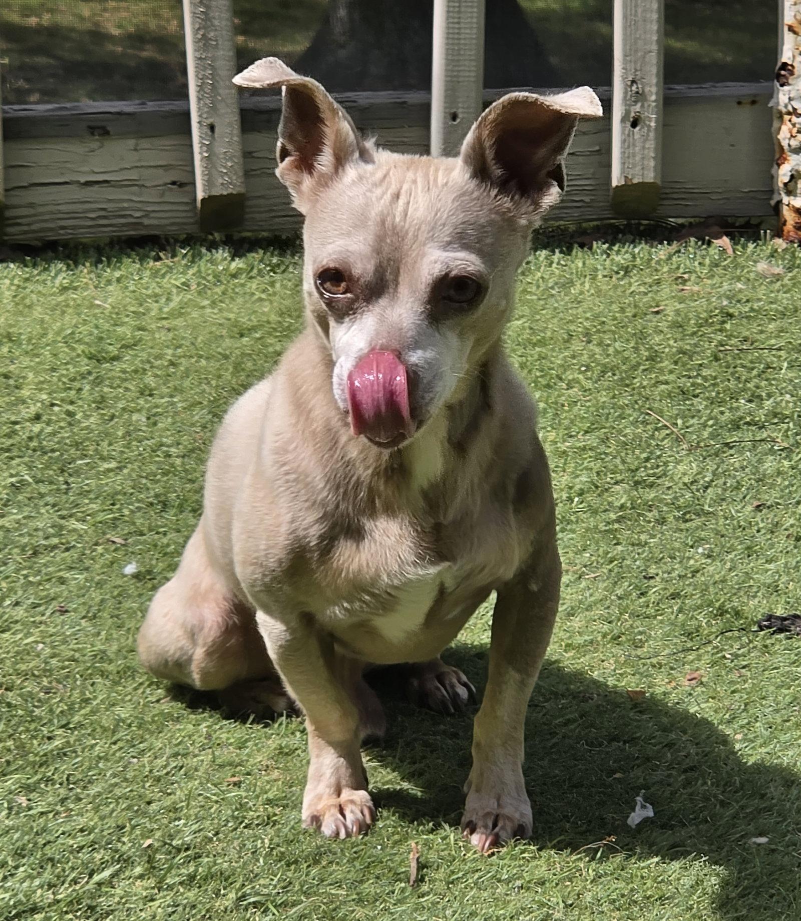 Yoshie, Adopted, Adult Male Chihuahua.